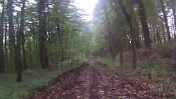 Picture from track From Police nad Metují dense forrest and sandstone rocks