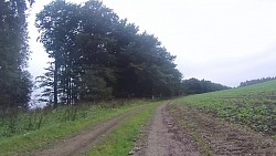 Picture from track From Police nad Metují dense forrest and sandstone rocks