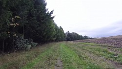 Picture from track From Police nad Metují dense forrest and sandstone rocks