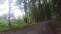 Picture from track From Police nad Metují dense forrest and sandstone rocks