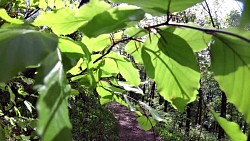 Bilder aus der Strecke Mariánské Lázně - Königliche Wanderroute