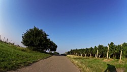 Obrazek z trasy Wzdłuż winnic do miejsca, gdzie rośnie radość