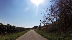 Picture from track Round the Cellars and Vineyards of the Mikulov Region