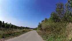 Picture from track Round the Cellars and Vineyards of the Mikulov Region