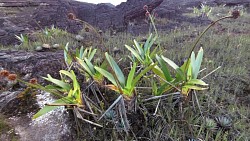 Picture from track Roraima jacuzzi