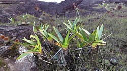 Imagen de ruta Jacuzzi Roraima