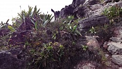 Picture from track To the highest point of Roraima - Maverick Rock