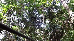 Picture from track A walk under the Salto Hacha waterfall and a ride along the Canaima lagoon