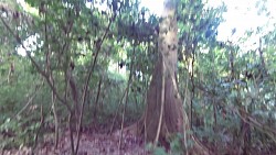 Bilder aus der Strecke Tayrona-Nationalpark - von Canaveral nach Arrecifes